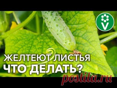 ЖЕЛТЕЮТ ЛИСТЬЯ ОГУРЦОВ? 8 причин и важные шаги по спасению урожая