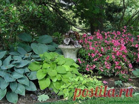 Растения тенистого сада | Самоцветик