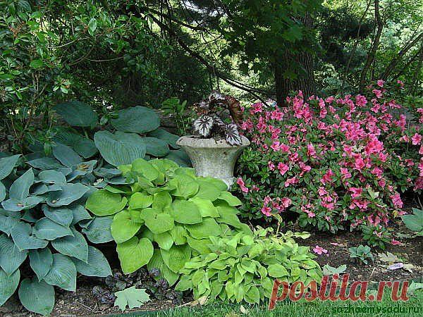 Растения тенистого сада | Самоцветик