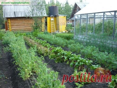 СОБРАНИЕ ДАЧНЫХ ХИТРОСТЕЙ И ПРЕМУДРОСТЕЙ ДЛЯ САДОВОДОВ И ОГОРОДНИКОВ!

1. Свекла любит полив методом дождевания и частые, но осторожные рыхления.
2. После второго прореживания свеклу подкармливают минеральными удобрениями.
3. Лучше всего свекла растет на нешироких грядках, шириной в 3 ряда максимум с расстояниями между растений от 15-17 см.
4. Пока у моркови не появились всходы, ее поливают регулярно. Когда появятся всходы, их 12-15 дней лучше не поливать, за исключением з...