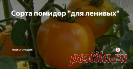 Сорта помидор "для ленивых" Закончен дачный сезон, урожай собран и бережно убран на хранение. Но время летит и оглянуться не успеем, как наступит время сажать рассаду. А это значит, что пришла пора позаботиться о семенах. Какие-то любимые сорта есть у каждого, но всегда хочется попробовать что-то новенькое. Именно поэтому я решила познакомиться с ассортиментом семян томатов в ближайшем садовом центре. Речь в статье пойдет о