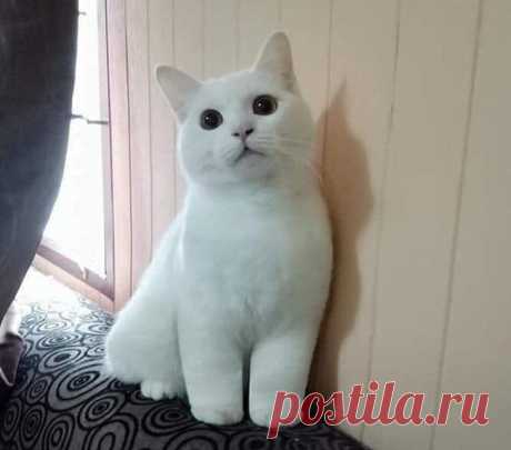 Животные, которых так и хочется схватить на ручки и никогда не отпускать