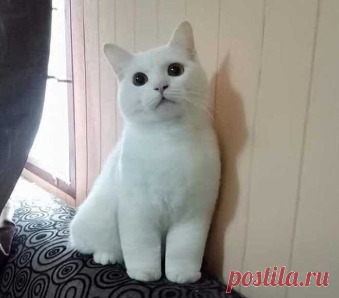 Животные, которых так и хочется схватить на ручки и никогда не отпускать