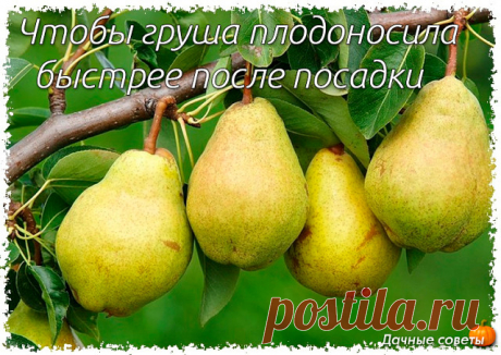 Чтобы груша начала плодоносить раньше

1. Копайте большие ямы 

Оптимальный размер: диаметр 80 см, глубина 50 см. Хотя может показаться, куда такая? Для однолетки-то. И, тем не менее, такой размер важен, поскольку в этом пространстве будет располагаться корневая система первые 2–3 года. И чем комфортнее ей будет, тем быстрее дерево наберется сил и даст урожай. 

2. Заправьте почву удобрениями

яму обязательно нужно добавить 2 ведра перегноя, 1 стакан суперфосфата, 0,5 стак...