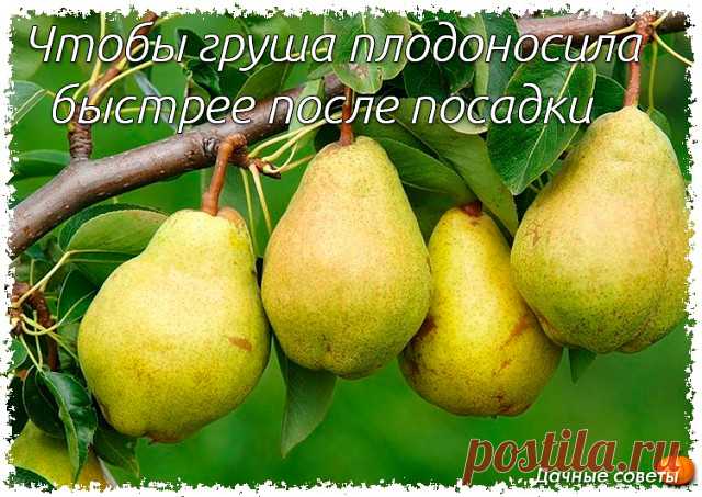 Чтобы груша начала плодоносить раньше

1. Копайте большие ямы 

Оптимальный размер: диаметр 80 см, глубина 50 см. Хотя может показаться, куда такая? Для однолетки-то. И, тем не менее, такой размер важен, поскольку в этом пространстве будет располагаться корневая система первые 2–3 года. И чем комфортнее ей будет, тем быстрее дерево наберется сил и даст урожай. 

2. Заправьте почву удобрениями

яму обязательно нужно добавить 2 ведра перегноя, 1 стакан суперфосфата, 0,5 стак...
