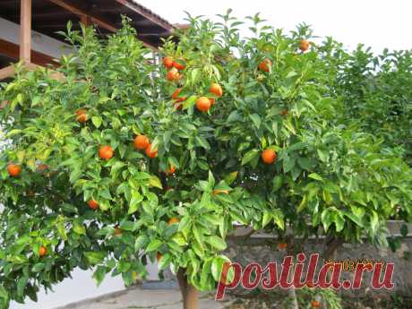 Мандарины еще кислые не созревшие