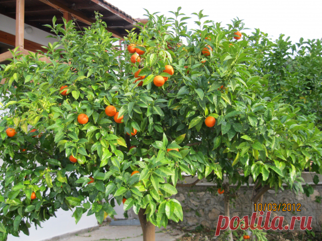 Мандарины еще кислые не созревшие