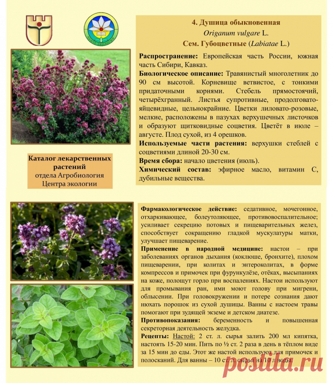 Душица обыкновенная