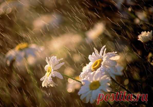pogoda_leto_dozhd_solnce_romashka.jpg (596×418)