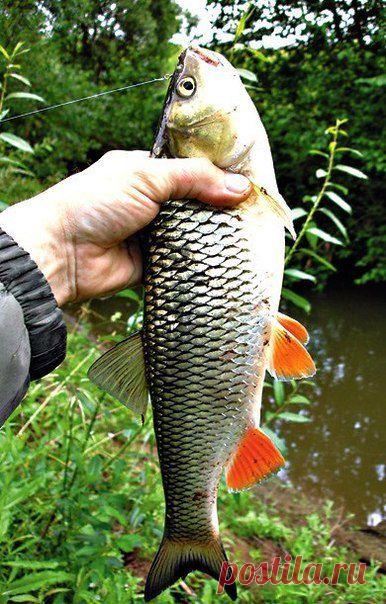 Ловля голавля  / Богатая добыча