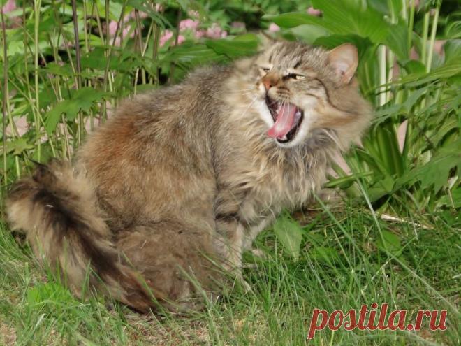 кот / Поиск по тегам / CATFOTO.COM фотографии кошек и котят, дикие кошки, блоги любителей кошек