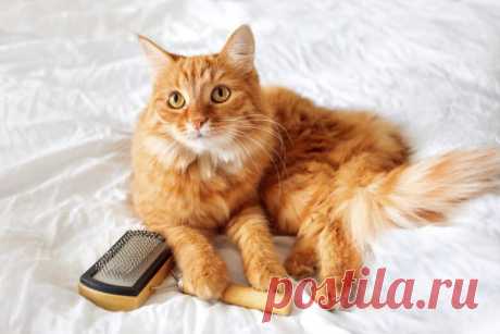 Как ухаживать за шерстью кошки | PetZona – клуб любителей животных Пульс Mail.ru Красота домашней кошки во многом зависит от состояния шерстки. Пушистые чистюли бесконечно чистят свою «шубку», но если не помочь им в этом непростом деле, здоровье животного может оказаться под...