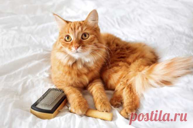 Как ухаживать за шерстью кошки | PetZona – клуб любителей животных Пульс Mail.ru Красота домашней кошки во многом зависит от состояния шерстки. Пушистые чистюли бесконечно чистят свою «шубку», но если не помочь им в этом непростом деле, здоровье животного может оказаться под...