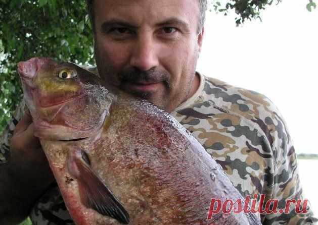Как ловить леща на... сало