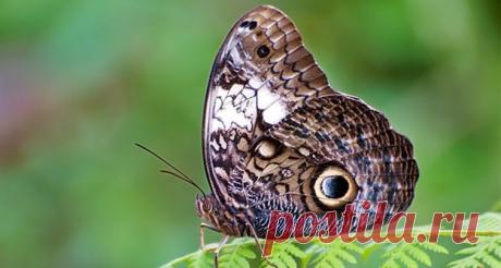 Бабочка с удивительным коконом