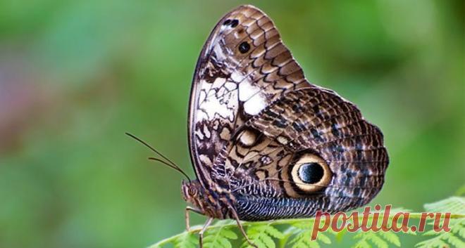 Бабочка с удивительным коконом