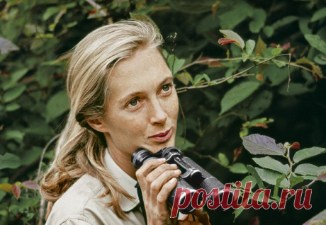 «Сегодня стройная блондинка, которую обезьяны интересуют больше мужчин, рассказала о том, как она 15 месяцев изучала повадки шимпанзе в джунглях». Юная англичанка попадает в танзанийский национальный парк, где в течение 20 лет изучает поведение шимпанзе и делает сенсационные открытия. Ее научные исследования поставили под вопрос общепринятое представление об исключительности человека. #NGлонгрид@natgeoru