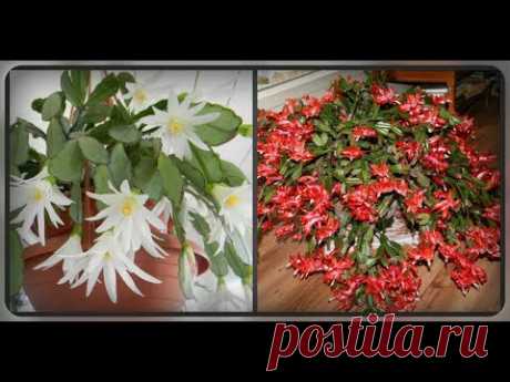 Как заставить декабрист цвести !!