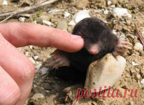 Как избавиться от кротов на даче: на садовом и дачном участке, как бороться, средства борьбы, как поймать в капкан, уничтожение отравой, фото, видео