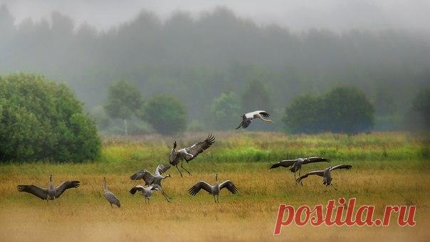 Танцы журавлей. Автор фото – Валерий Субачев: nat-geo.ru/photo/user/304808/