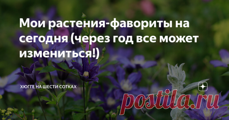 Мои растения-фавориты на сегодня (через год все может измениться!) Подумала, что такая статья может пригодиться. Есть растения, которые я  ни на что не променяю. Они мне милы в любом обличье, тем более что их отличительная черта - обличье у них всегда в порядке! Итак, номер один. Мне кажется, ни у кого не будет сомнений, что это хоста. За что люблю? Стабильная декоративность, множество оттенков листвы, разные размеры растений для любого размера цветников, надежность и моро...