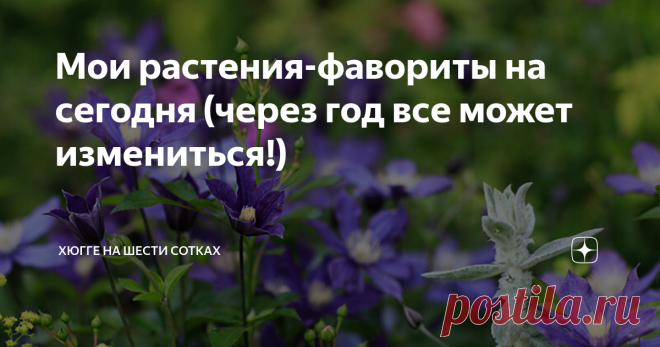 Мои растения-фавориты на сегодня (через год все может измениться!) Подумала, что такая статья может пригодиться. Есть растения, которые я  ни на что не променяю. Они мне милы в любом обличье, тем более что их отличительная черта - обличье у них всегда в порядке! Итак, номер один. Мне кажется, ни у кого не будет сомнений, что это хоста. За что люблю? Стабильная декоративность, множество оттенков листвы, разные размеры растений для любого размера цветников, надежность и моро...