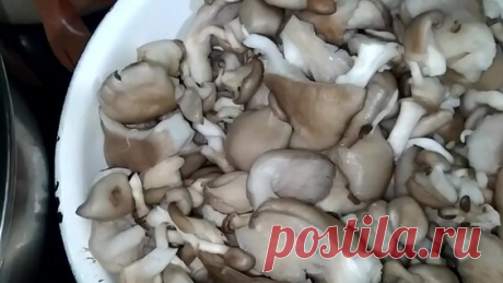 Маринуем лесные грибы зеленушки и рядовки, хрустящие и очень вкусные. - поиск Яндекса по видео