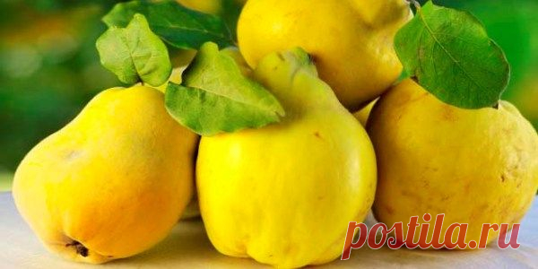 Айва: описание, выращивание культуры