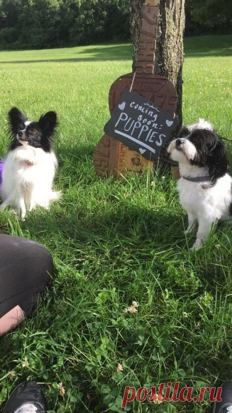 Собаки, которые живут лучше нас / Питомцы