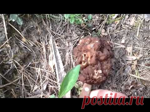 Ух ты, СМОРЧКИ!  Пойду за грибами в лес/Вкусное жаркое из сморчков/сбор и приготовление