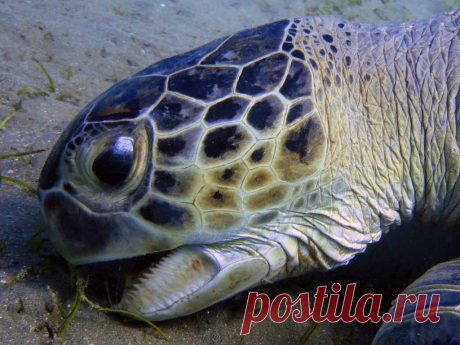 А во рту пила, пила, пила...