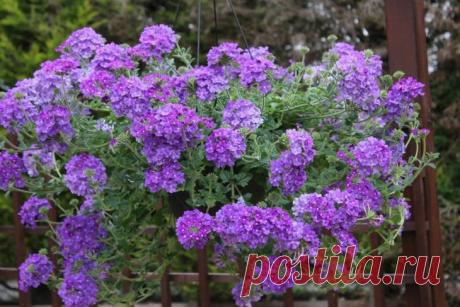 8 красивых ампельных растений для сада