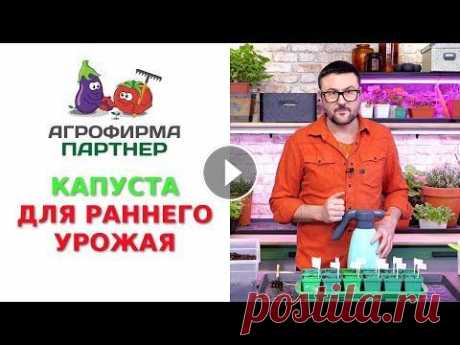 КАПУСТА ДЛЯ РАННЕГО УРОЖАЯ КАПУСТА БРОККОЛИ ФИЕСТА F1 Описание: Высокопродуктивный среднеспелый гибрид. С момента высадки 30-дневной рассады до получения товарных головок проход...