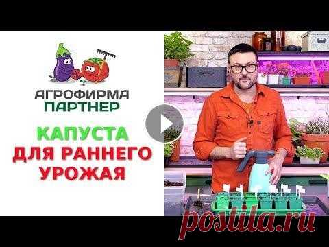 КАПУСТА ДЛЯ РАННЕГО УРОЖАЯ КАПУСТА БРОККОЛИ ФИЕСТА F1 Описание: Высокопродуктивный среднеспелый гибрид. С момента высадки 30-дневной рассады до получения товарных головок проход...