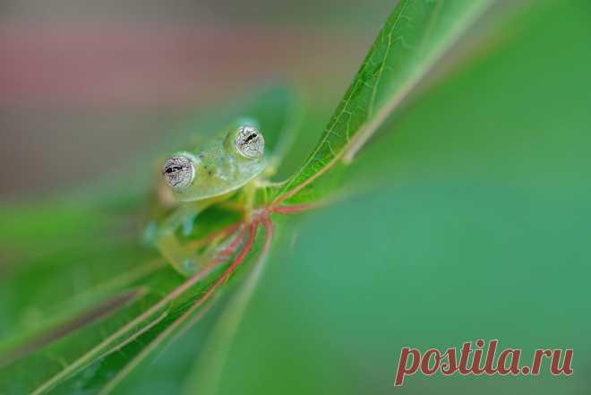 11 фото, на которых запечатлены пронзительные глаза животных | PhotoWebExpo | Яндекс Дзен