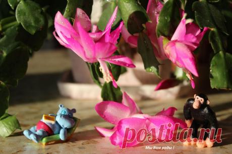 цветы - Шлюмбергера.