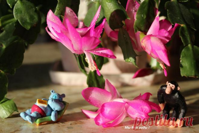 цветы - Шлюмбергера.