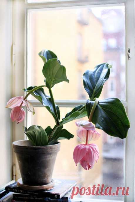 Самые модные комнатные растения этой осени | ELLE Decoration