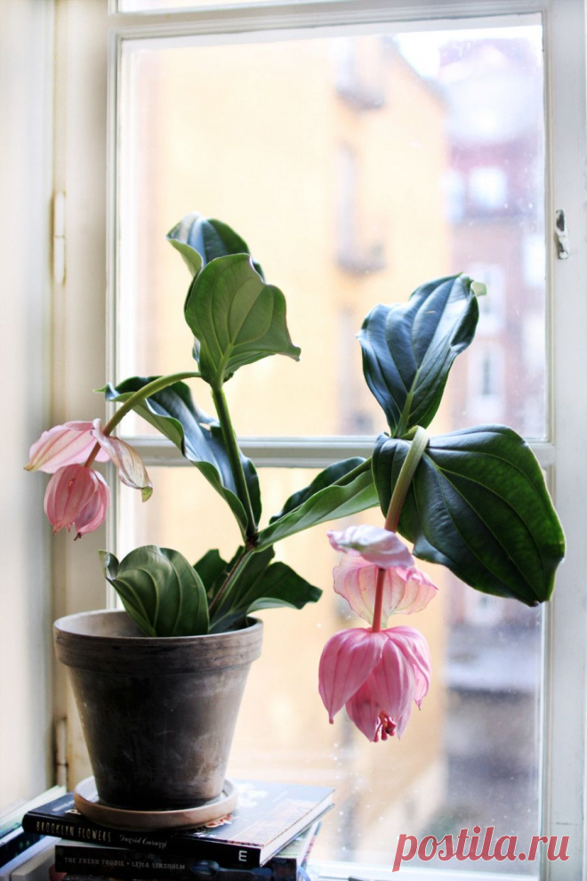 Самые модные комнатные растения этой осени | ELLE Decoration