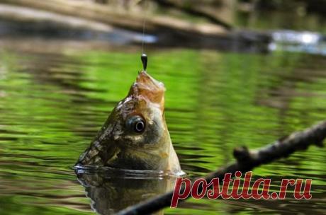 Уловистые насадки и наживки для карася - Самоделки для рыбалки своими руками
