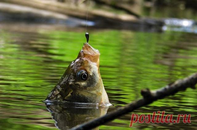Уловистые насадки и наживки для карася - Самоделки для рыбалки своими руками