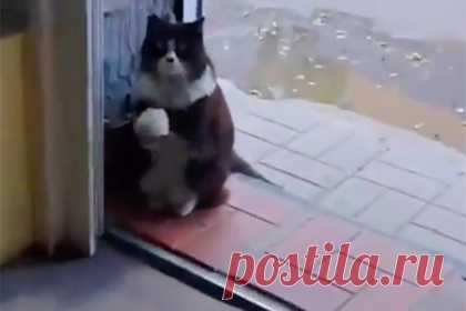 Видео с просящим еду котом растрогало пользователей сети. Жительница Экибастуза (Павлодарская область, Казахстан) Любовь Козаева заметила возле магазина бездомного кота, просящего у продавцов еду, и сняла его на видео. Ролик быстро распространился в социальных сетях, приютить у себя «милое и воспитанное» животное захотели сразу несколько человек.