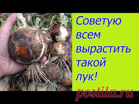 Лук удаётся всегда! Посев лука на рассаду- когда, как и для чего.