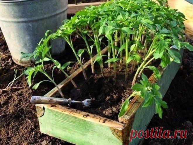 Рассаду помидоров поливают раствором йода для более быстрого роста (1 капля на три литра)