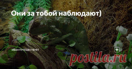 Они за тобой наблюдают)