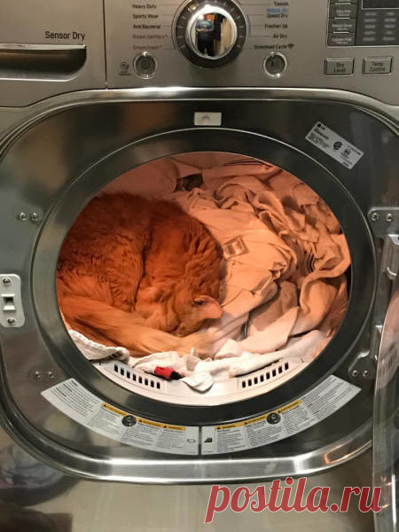 Почему я не очень люблю котов?