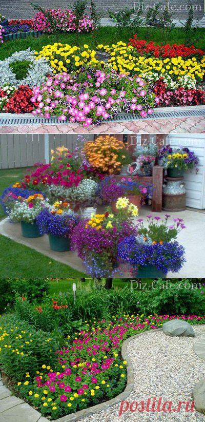 Однолетние цветы для дачи: неприхотливые однолетники цветущие все лето