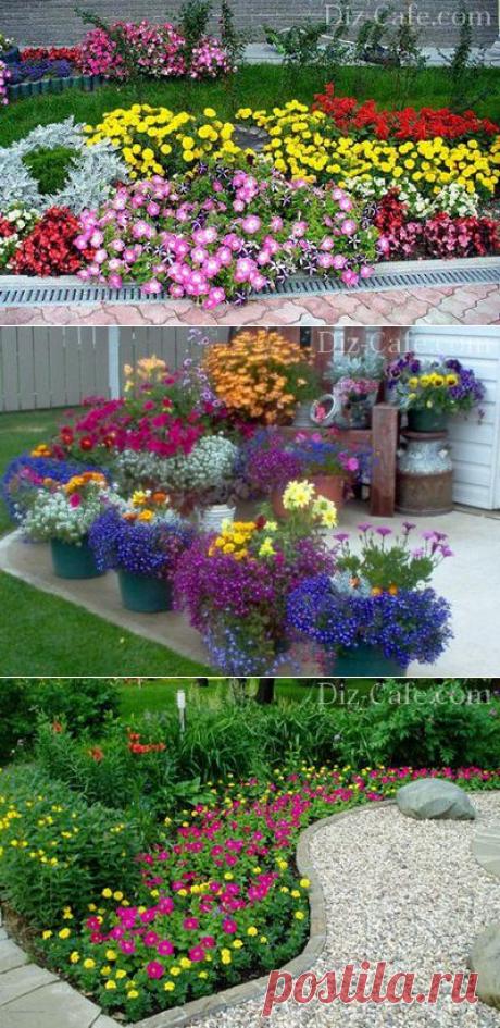 Однолетние цветы для дачи: неприхотливые однолетники цветущие все лето