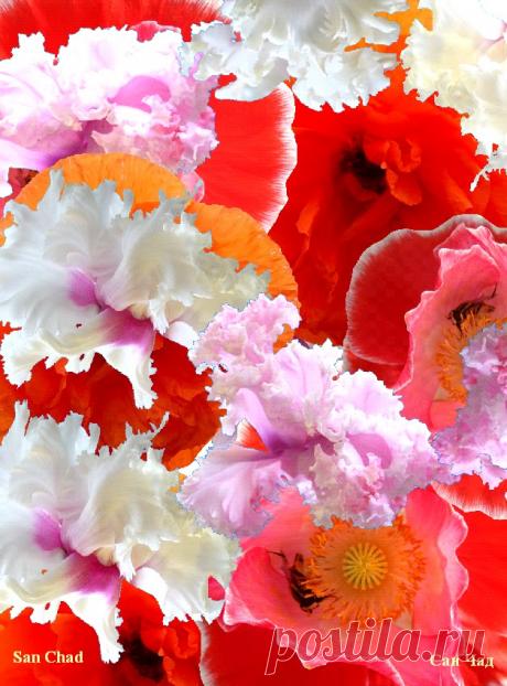 сан чад графика - Поиск в Google