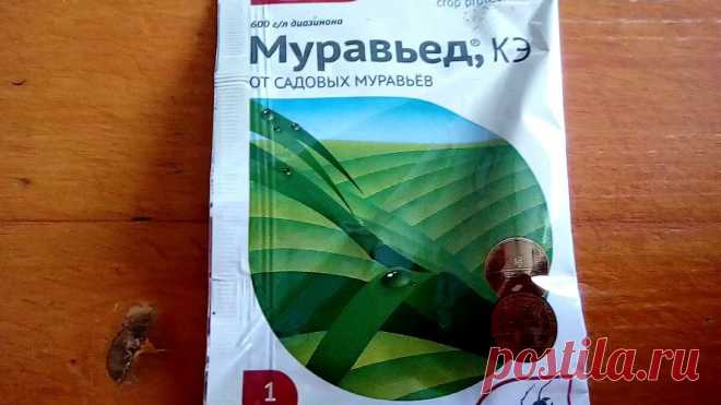 Муравьев и 